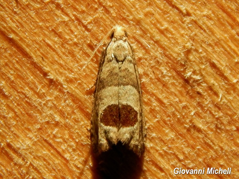 Notocelia uddmanniana? S
